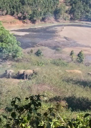 Elephant हाथियों के उत्पात से सहमे ग्रामीण, मशाल जलाकर कर रहे रतजगा
