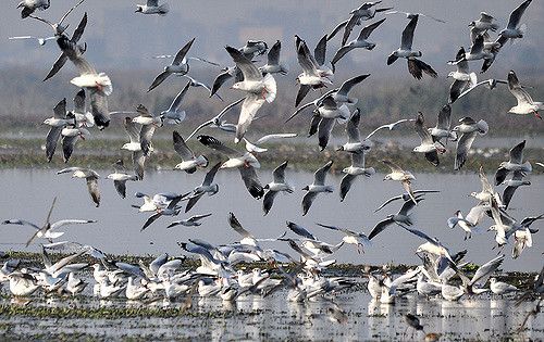 Okhla Bird Sanctuary in noida ओखला पक्षी विहार जाने वालों के लिए खुशखबरी