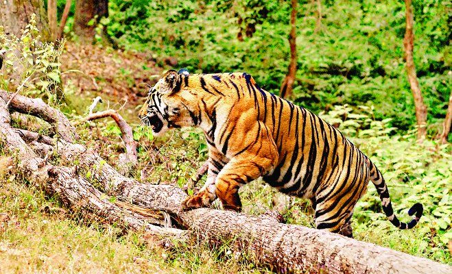Tiger आयुध निर्माणी में टाइगर की दस्तक से दहशत