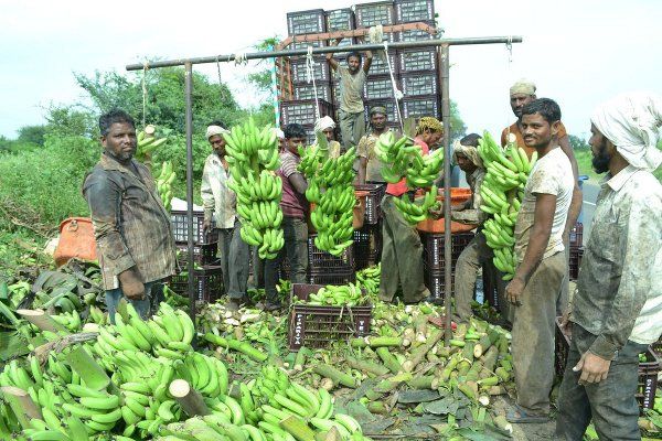 burhanpur banana auctions business reality यहां केले की नीलामी पर न करें एतबार, असलियत जानेंगे तो न करेंगे व्यापार