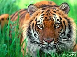 tiger-appeared-ordnance-factory, itarsi, hoshangab आयुध निर्माणी में घूम रहा है टाइगर