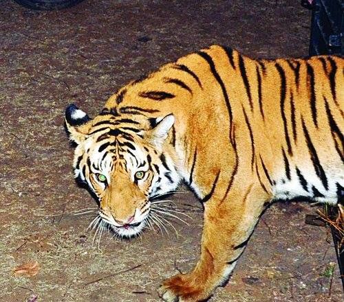 indian tiger छिंदवाड़ा के जंगल का राजा कौन, बाघ या तेंदुआ