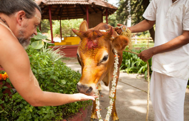 lord ganesha and cow worship बुधवार के दिन करें ये अचूक उपाय मिलेगा मनवाछिंत फल, बरसेगी गजानंद की कृपा