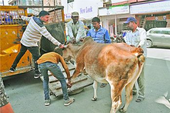 animal indore animal indore