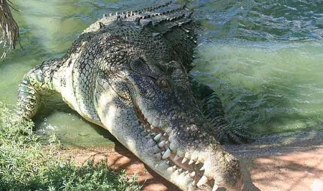 Crocodile on ganga bank यहां हैं रहते हैं सबसे ज्यादा मगरमच्छ, घरों के आसपास मचाते हैं उछल कूद