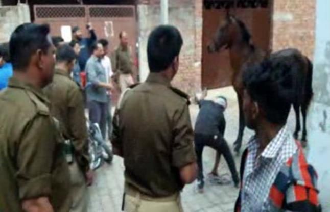 horse अजब-गजब: इन घोड़ों ने खूब दौड़ा-दौड़ा कर पुलिस और लोगों को काटा, देखें वीडियो