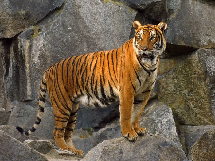 Tiger showing again in Bhopal, Talk about tiger sw 5 किमी तक टाइगर के फोटो कैच कर लेगा ये 35 लाख का कैमरा