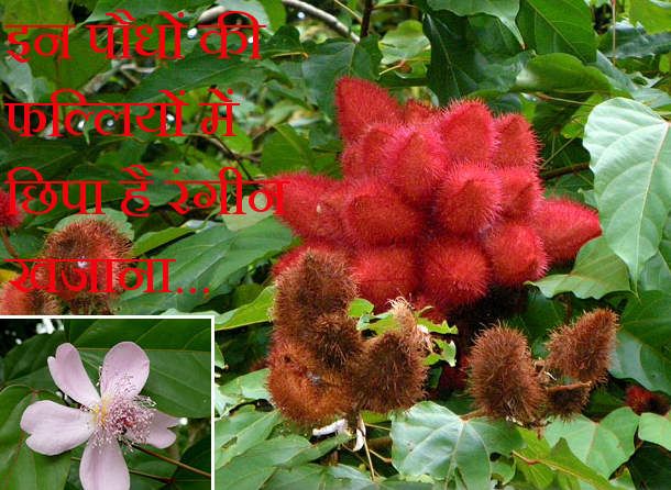 Herbal coloring trees इन पौधों में फलता है सिंदूरी रंग, अब बेरंग हो रहे पहाड़, हैरान कर देगा कारण