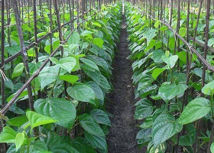 biloua ka paan मुगल बादशाहों की पसंद हुआ करते थे यहां के पान, पाकिस्तान में भी इसके दिवाने लोग