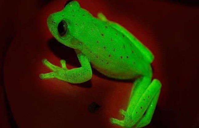 frog नई खोज : अंधेरे में भी चमकता है यह मेंढक