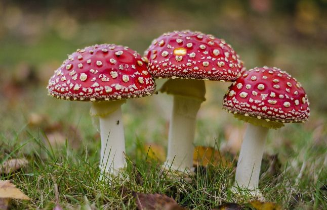mushroom tips मशरूम का सूप, सलाद और अचार खाने से होते हैं इतने फायदे, आप भी जरूर खाएंगे
