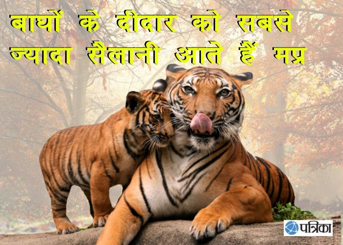 tiger,tiger state madhya pradesh. tigers in india, मप्र बनेगा टाइगर स्टेट, यहां बढ़ रहा है बाघों का कुनबा