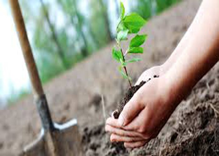 Tree वन विहीन हो रहा बुंदेलखंड, करोड़ों रुपए हुए खर्च फिर भी नहीं आई हरियाली