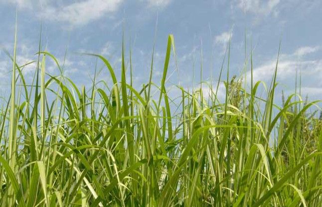 Grass as fuel भविष्य में उड़ान को परवान चढ़ा सकती है घास