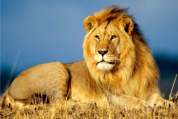 Viral Video: Lion Eating Grass - इस शेर ने किया वो ...