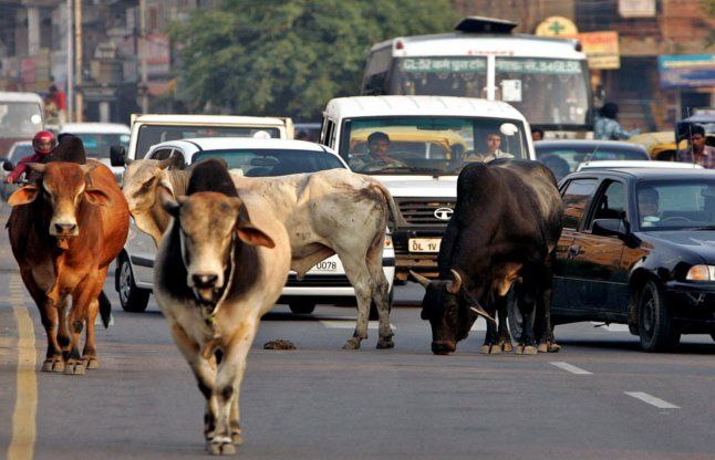Cow on road अब रोड़ पर गायों से नहीं टकराएंगे वाहन, भारतीय वैज्ञानिक ने बनाया ऐसा यंत्र