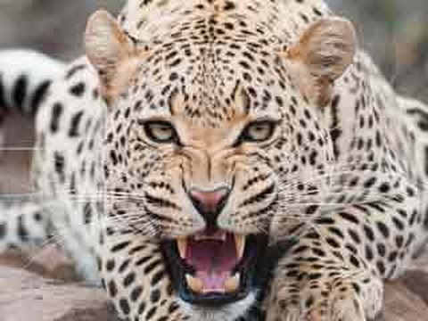 Leopard attacks farmer तेंदुए से छेड़छाड़ कर रहे थे बच्चे, अचानक उसने ने मारी छलांग और.... देखें वीडियो