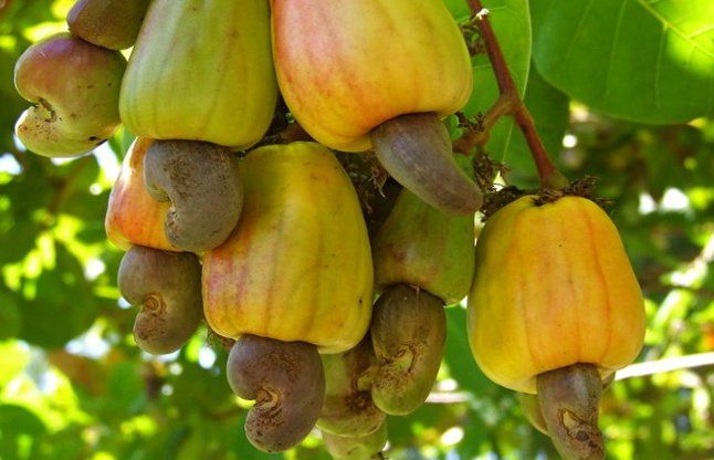 Cashew Plantation In Jamtara Jharkhand - झारखंड के इस शहर में सब्जियों के  भाव बिकता है 'काजू' | Patrika News