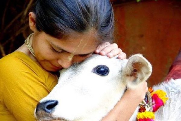 caress the cow गाय को ऐसे हीं नहीं कहते हैं माता, गाय से जुड़ी कुछ रोचक जानकारी, देखें वीडियो