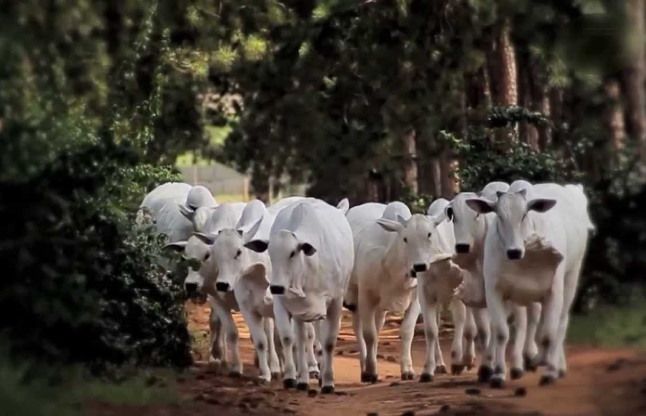 cow गायों से प्रेम में इतना रमा मुस्लिम युवक कि बीबी बच्चों तक को भूल गया, पढ़े पूरी कहानी
