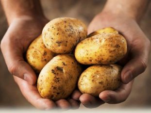 Capt Amarinder singh asks Markfed to buy 300 tonnes of potato for mid-day meals जेल में कैदी और स्कूल में बच्चे खाएंगे आलू,पैदावार बढऩे पर सीएम का फैसला