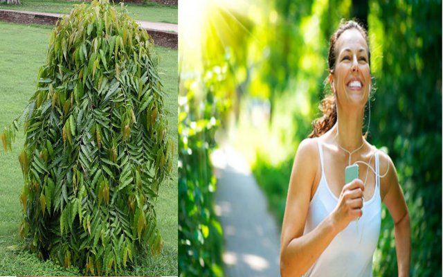 Ashok tree कई रोगों को दूर करता है अशोक का पेड़, ऐसे करें इस्तेमाल