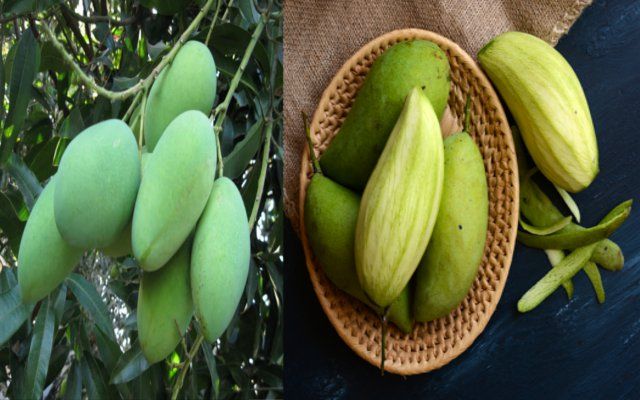Green mango कच्चे आम के हैं कई फायदे, ऐसे करें इस्तेमाल