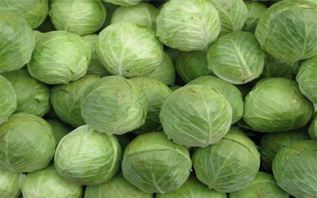 cabbage पत्तागोभी खाने से बने रहेंगे स्वस्थ और तंदुरुस्त