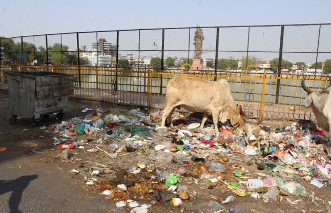 ahmedabad यह कैसा स्वच्छता अभियान, कैसे होगी गोरक्षा...?