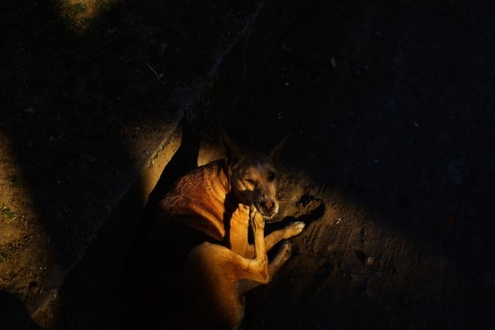 stray dog लोगों के दिलों में है एेसा खौफ कि रात ही नहीं दिन में भी नहीं निकलते घराें से बाहर