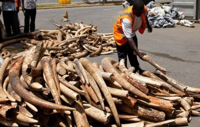 rhino-horn मोजाम्बिक पुलिस ने गैंडे का 10 किलोग्राम सींग जब्त किया