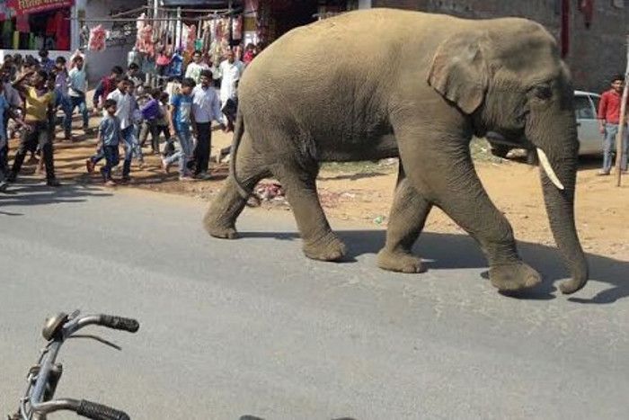 elephant हाथी ने सूंड से पकड़ी परीक्षा दिलाने जा रहे छात्र की साइकिल, कूदकर बचाई जान