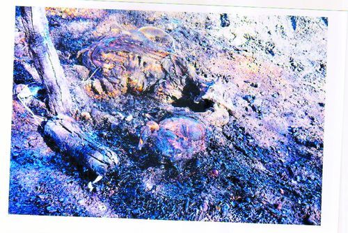 Two calf burns after fire आग लगने से दो केड़े जिंदा जले