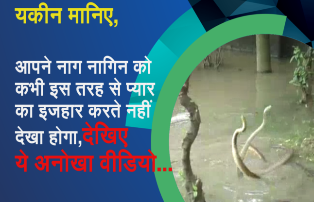 snake making love in water नाग नागिन ने अनोखे तरीके से किया अपने प्रेम का इजहार, देंखे वायरल वीडियो