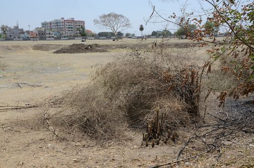 tree बांस के 200 पेड़ काटे, और वह गायब भी हो गए, जाने कैसे...