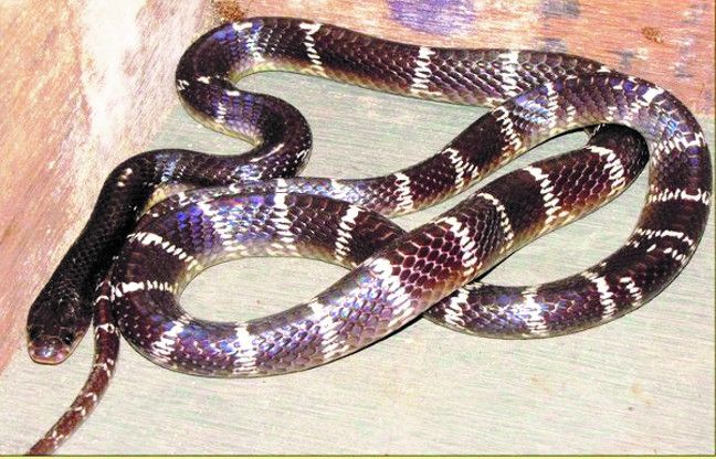 The woman was taken by the snake, the worm did not महिला को सांप ने काटा तो घरवालों ने सांप को बना लिया बंधक , फिर हुआ ये सब