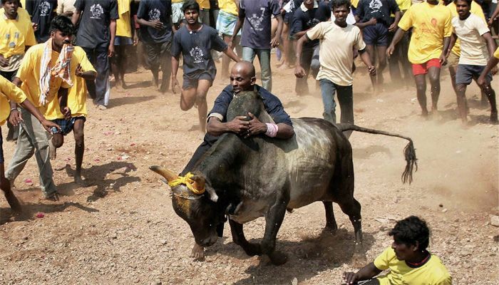 Tamil Nadu: LED bulb, Plastic bags removed from bu जल्लीकट्टू के सांड के पेट से निकली हैरान कर देने वाली ऐसी चीजें, जिन्हें जान कर सहम जाएंगे आप!