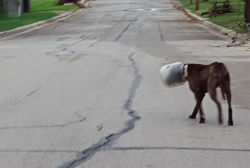 Dog Had This Jar Stuck On His Head For 3 Whole Day 'प्लास्टिक जार' में सिर फंसाए 3 दिनों तक तड़पता रहा डॉगी, डर से किसी ने नहीं की मदद