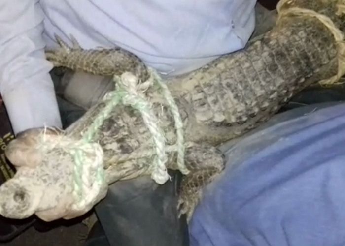 Crocodile साढ़े सात फुट के मगरमच्छ ने फैलाई दहशत, देखें वीडियो