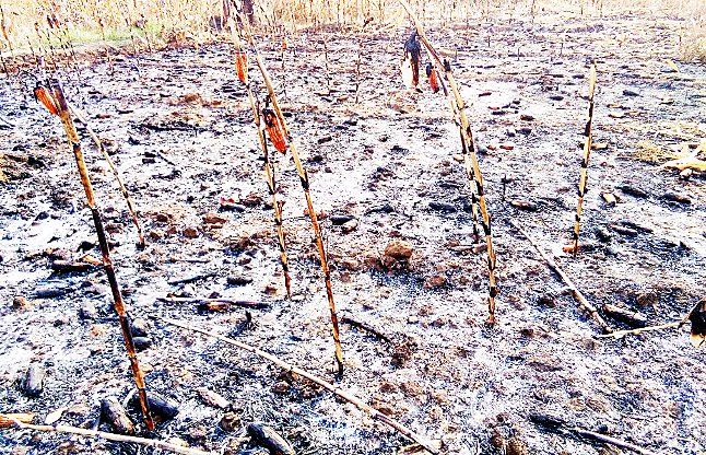 harasona शरारती तत्वों ने किया ऐसा कि किसानों की मेहनत हो गई बर्बाद