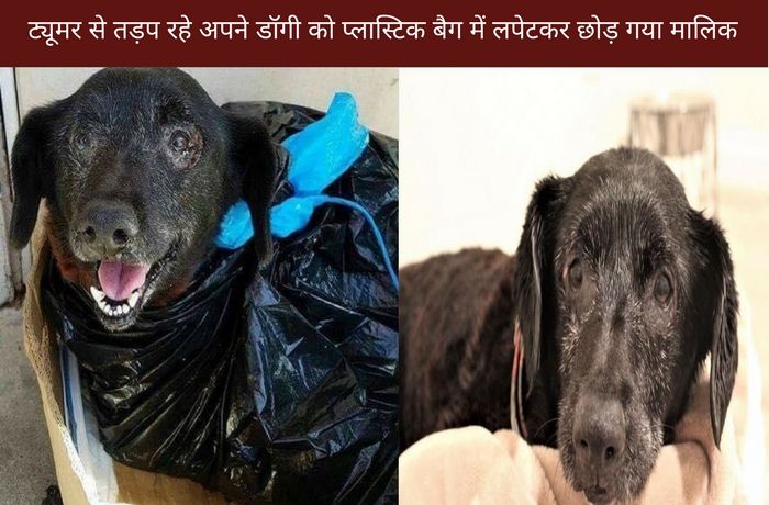 Sweetest Dog Was Dropped Off At Shelter In A Plast ट्यूमर से तड़प रहे अपने डॉगी को प्लास्टिक बैग में लपेटकर छोड़ गया मालिक, खून से लथपथ डॉगी के लिए वरदान बने ये इंसान