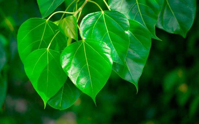 Peepal leaves पीपल के ताजा हरे पत्ते करते हैं खून साफ