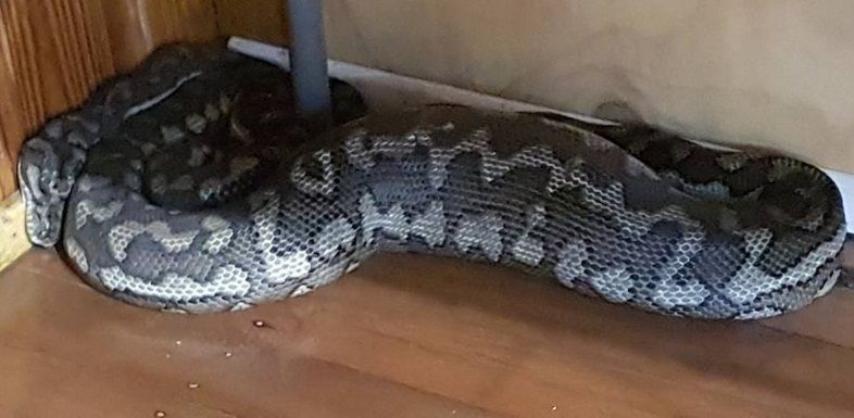 Snake video viral GYM की छत में छेद कर आया सांप, उड़ गए मालिक के होश