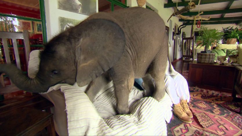 elephant छत तोड़ घर में गिरा हाथी का बच्चा, जानें कहां घटी घटना