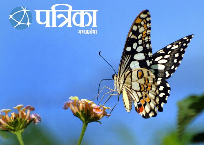 Watch jabalpur Top BIg News in Patrika jabalpur Da पत्रिका न्यूज़ बुलेटिन 21 अप्रैल 2017 big news of the day