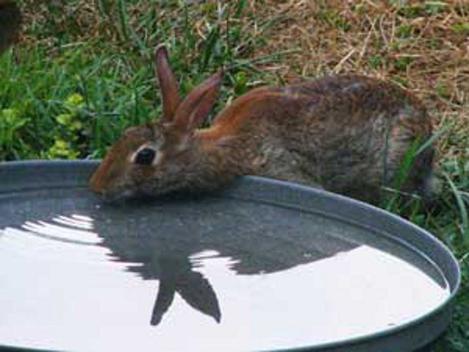 animals drinking water इस खास तरीके से वन्य जीवों को पिलाया जाएगा पानी