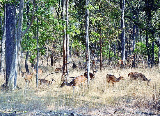 Pench National Park चीतलों की शिफ्टिंग के लिए बनेगा स्थायी बोमा