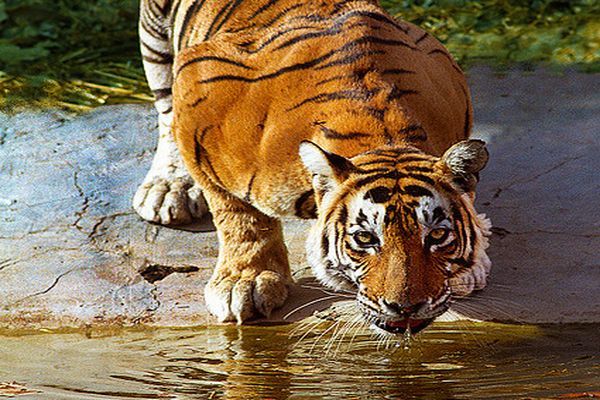 ferocious tiger जालियों से कर्मचारी बाघ को डेढ़ घंटे तक देखते रहे।