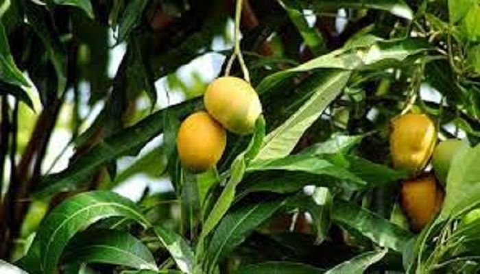 dispute for mango आम के लिए दो पक्षों में जमकर मारपीट, एक महिला की मौत