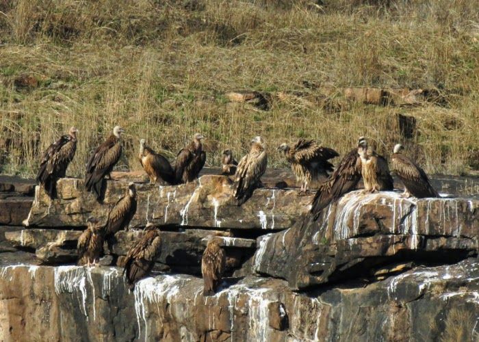 Now the vultures going extinct in the city अब शहर में विलुप्त हो रहे गिद्ध
